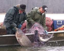 It is also a favorite destination for fishing lovers. Every day thousands of fisherman arrives at its bank to catch fishes.